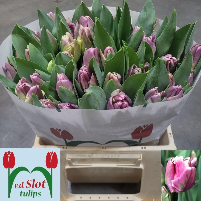 <h4>TU PA CRACKER PARROT</h4>