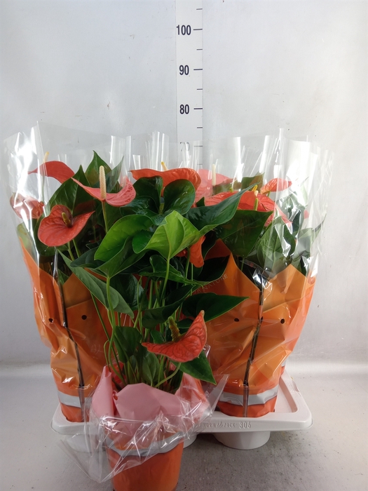 <h4>Anthurium andr. 'Delicia'</h4>