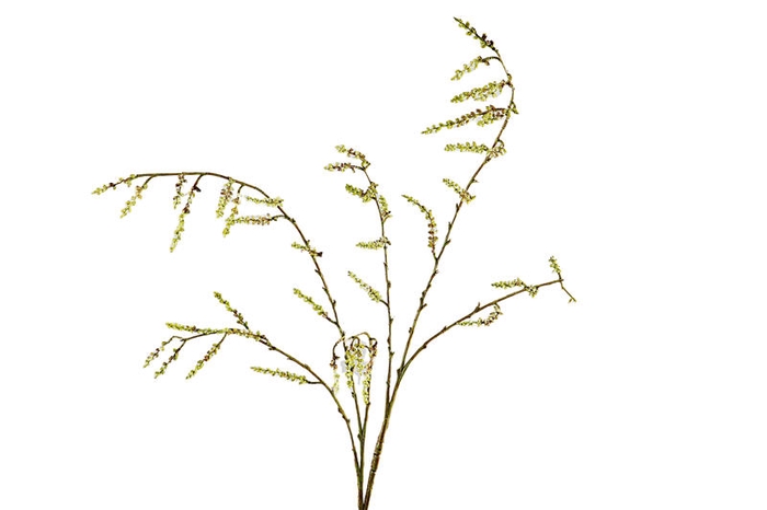 <h4>Willow Branch Green</h4>