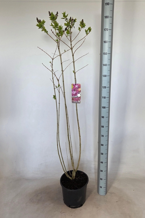 <h4>SYRI VULGARIS</h4>