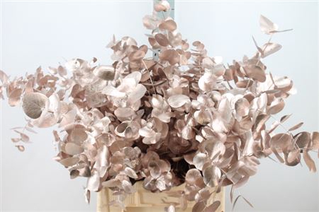 Euca Cinerea Klb. Champagne X5 300 Gram