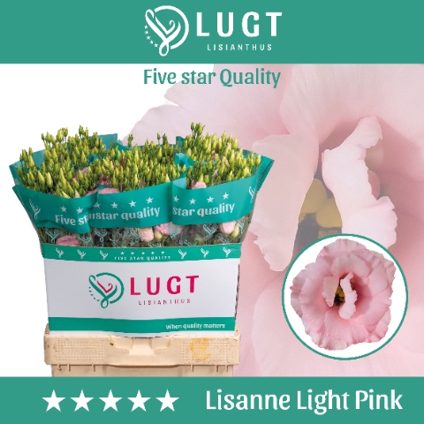 Lisianthus Lisanne light pink