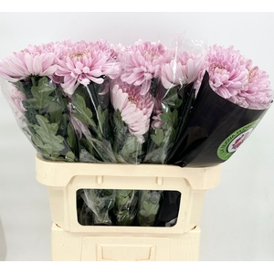 Chrys Gp Rossano Pink