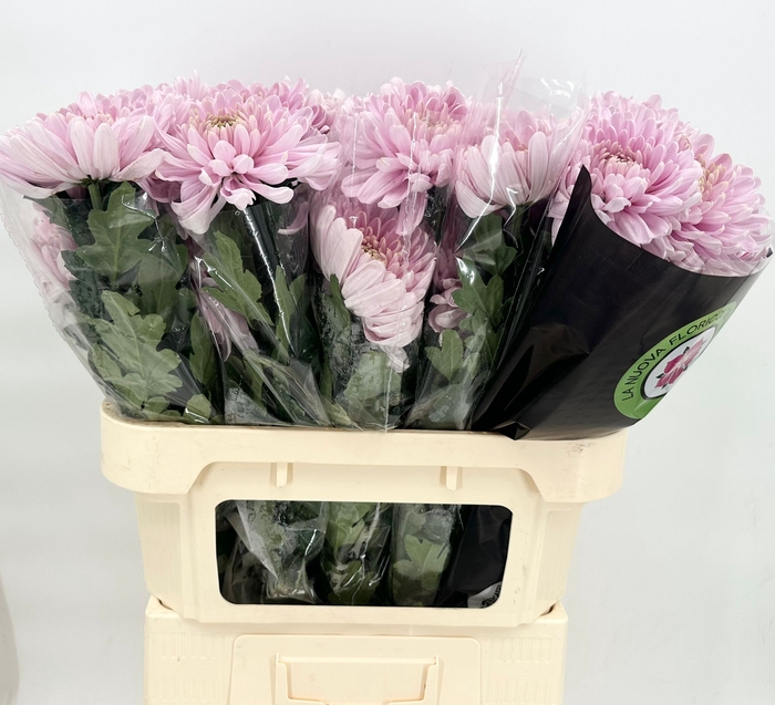<h4>Chrys Gp Rossano Pink</h4>