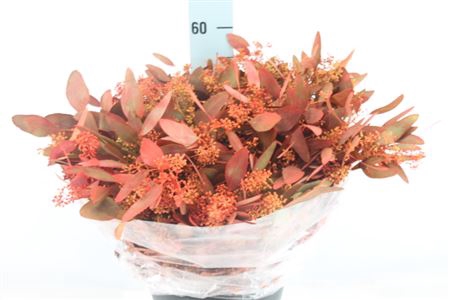 <h4>Euca Populus Bes Klb Herfst 250 Gram</h4>