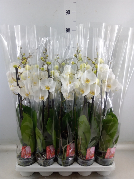 <h4>Phalaenopsis  'FC Snow Compass'</h4>