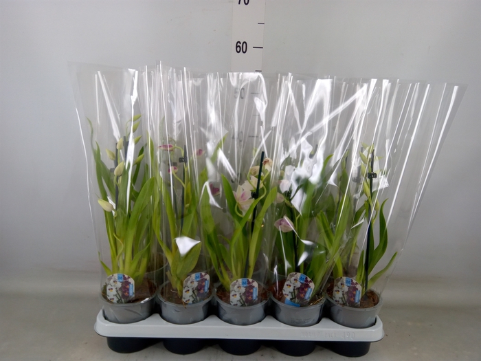 <h4>Miltoniopsis   ...</h4>