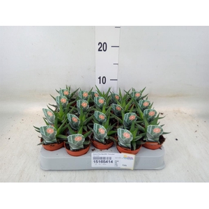 Haworthia fasciata 'Concolor'