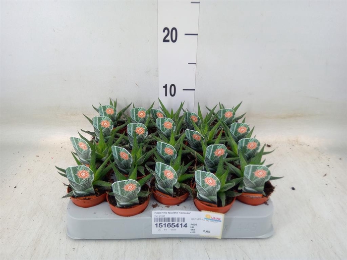 <h4>Haworthia fasciata 'Concolor'</h4>