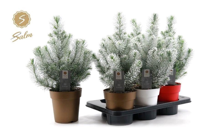 <h4>PINUS SILVER CREST</h4>