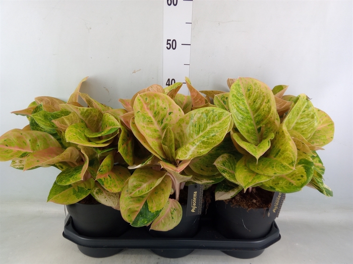 <h4>Aglaonema   ...</h4>