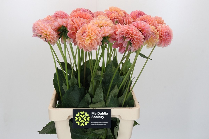 <h4>Dahlia Linda's Baby</h4>