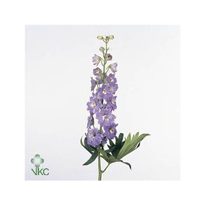Delphinium el magic fountains lavender
