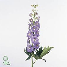 <h4>Delphinium el magic fountains lavender</h4>