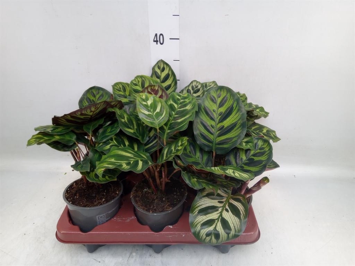 <h4>Calathea makoyana</h4>