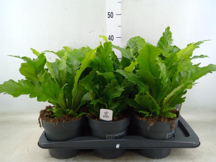 <h4>Asplenium nidus 'Campio'</h4>