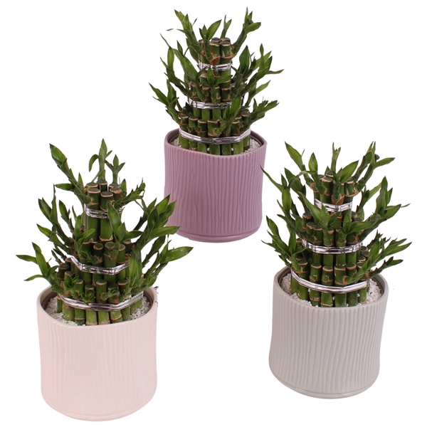 <h4>Lucky Bamboo Shape Round 3B Ø13cm Ceramic SE570</h4>