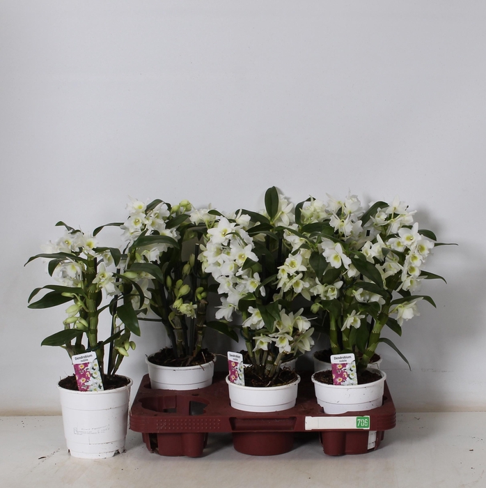 <h4>DEND NOBILE</h4>