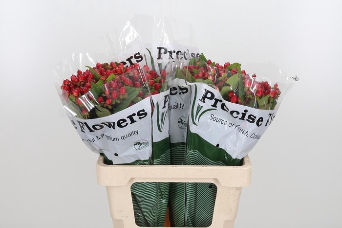 <h4>Hyp Mag Triumph</h4>