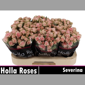 R TR SEVERINA