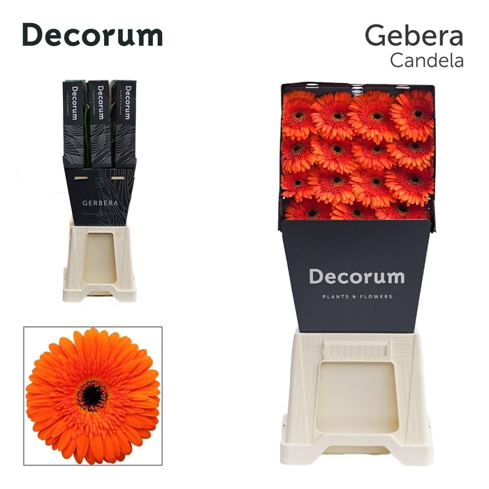 <h4>GE GR CANDELA</h4>