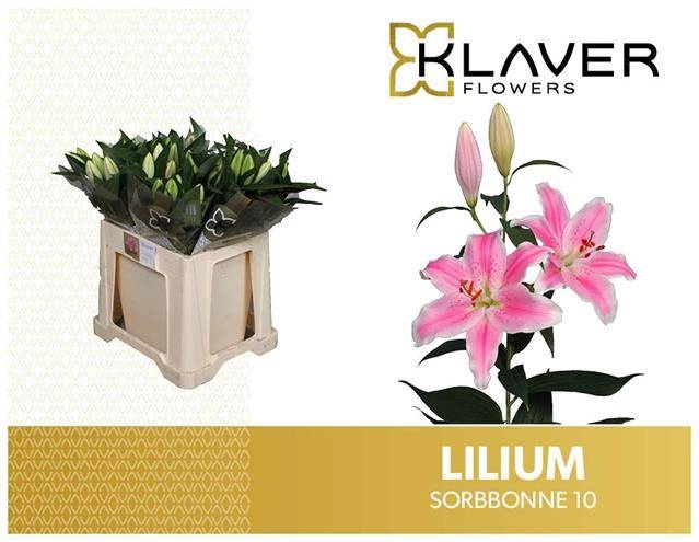 <h4>LI OR SORBONNE</h4>