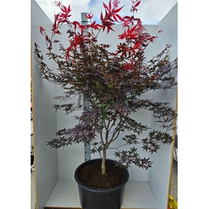 Acer palmatum Red Emperor