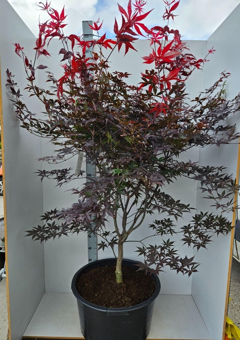 <h4>Acer palmatum Red Emperor</h4>