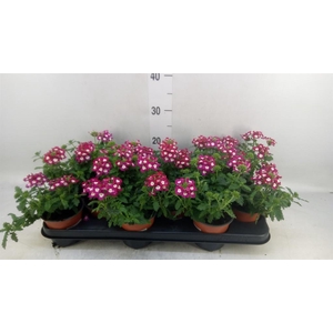 Verbena  'Venturi Cherry wEye'