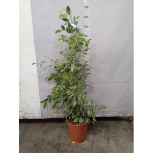 Ficus benja. 'Golden King'