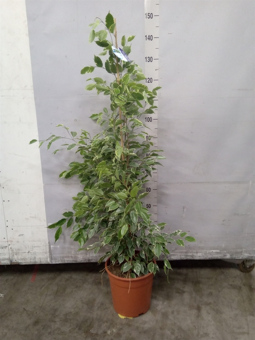 <h4>Ficus benja. 'Golden King'</h4>
