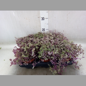 Callisia repens 'Rosato'
