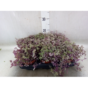Callisia repens 'Rosato'