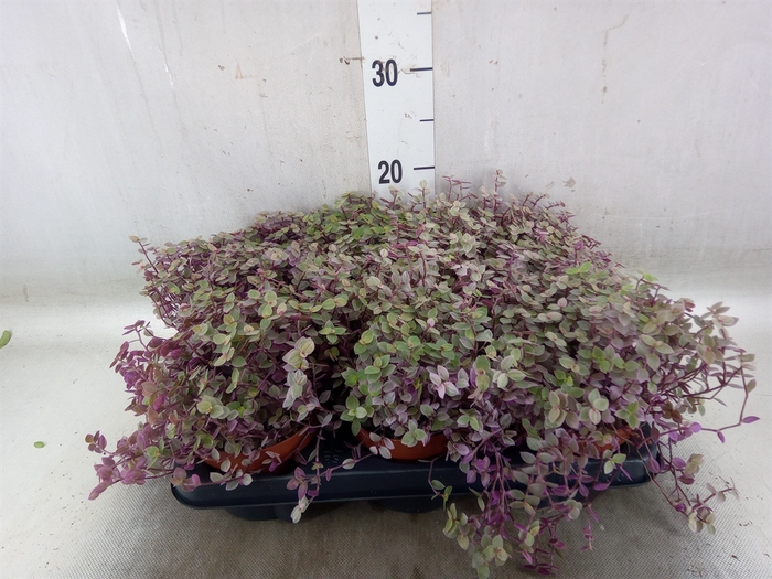 <h4>Callisia repens 'Rosato'</h4>