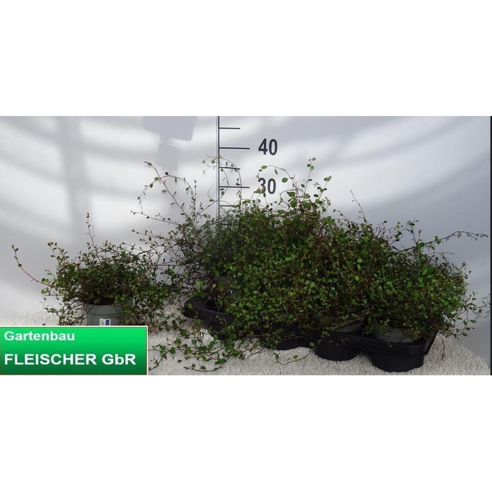 <h4>MUEHLENBECK CO MAORI</h4>