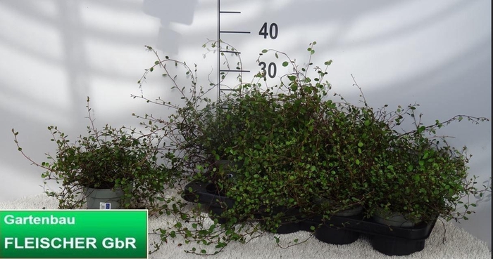 MUEHLENBECK CO MAORI