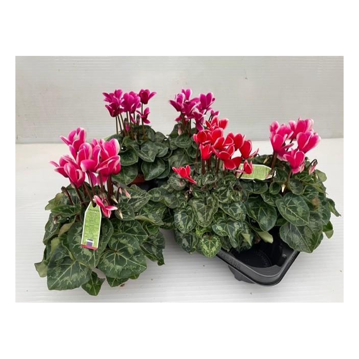 <h4>CYCL MD SUP MACRO</h4>