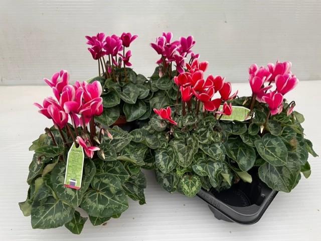 <h4>CYCL MD SUP MACRO</h4>