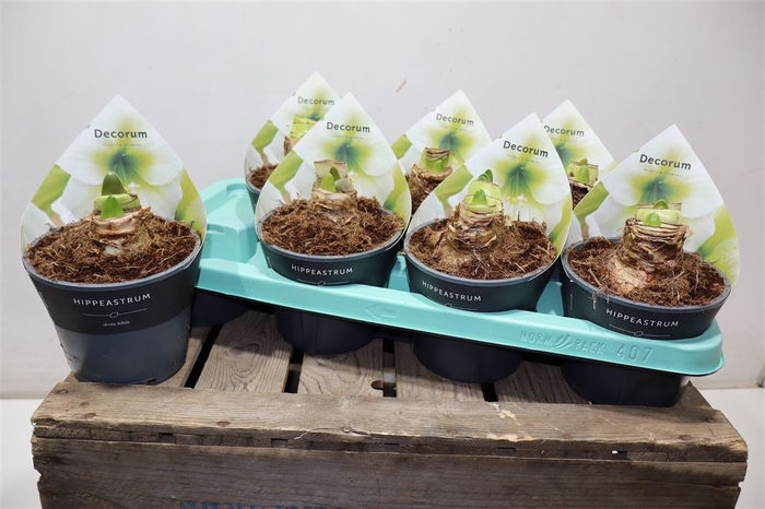 <h4>arr8 Hippeas Wit 2 Steel Decorum</h4>