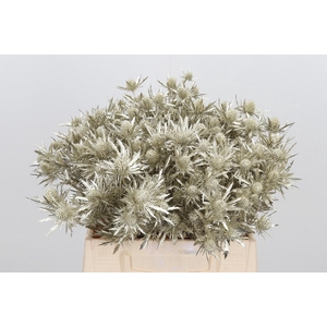 Eryn Orion Kl Bh Platina