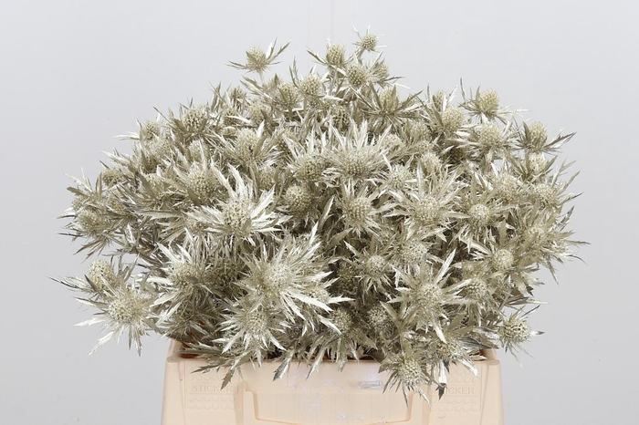 <h4>Eryn Orion Kl Bh Platina</h4>