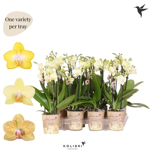 Kolibri Orchids Phalaenopsis Mineral yellow 3 spike