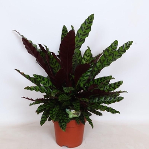 Calathea Lancifolia Insigne