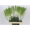 Antirrhinum Potomac White