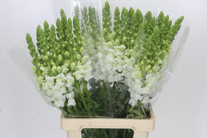 <h4>Antirrhinum Potomac White</h4>