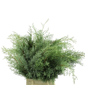 Cypress