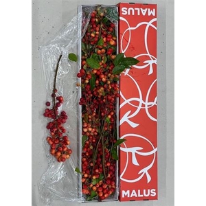 Malus Red Sentinel