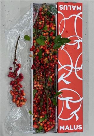 <h4>Malus Red Sentinel</h4>