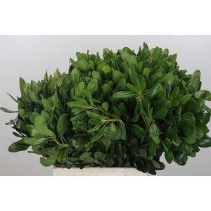 Pittosporum Nurit (Isr)