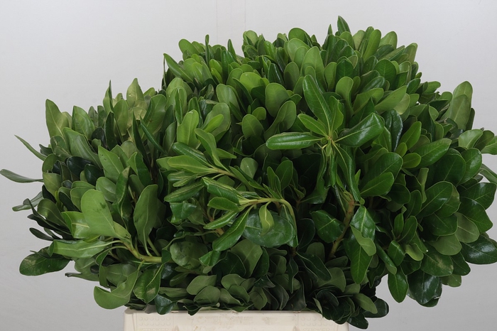 <h4>Pittosporum Nurit (Isr)</h4>